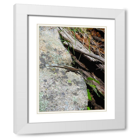 Lizard I White Modern Wood Framed Art Print with Double Matting by Popcorn