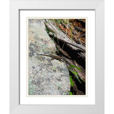 Lizard I White Modern Wood Framed Art Print with Double Matting by Popcorn