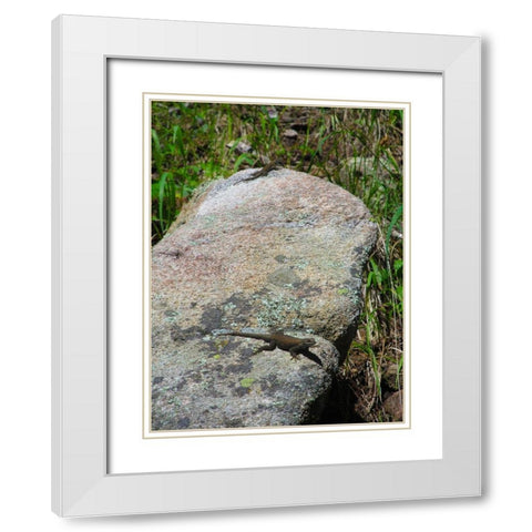 Lizard II White Modern Wood Framed Art Print with Double Matting by Popcorn