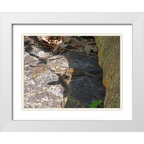 Lizard V White Modern Wood Framed Art Print with Double Matting by Popcorn
