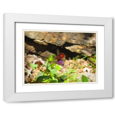 Insect II White Modern Wood Framed Art Print with Double Matting by Popcorn