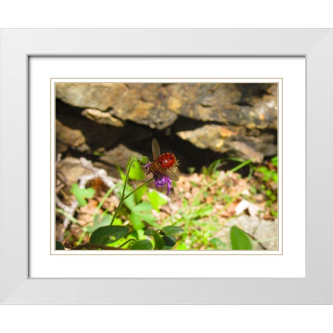 Insect II White Modern Wood Framed Art Print with Double Matting by Popcorn