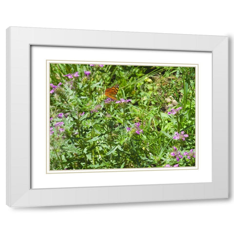 Butterfly I White Modern Wood Framed Art Print with Double Matting by Popcorn