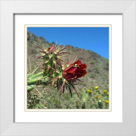 Cholla Bloom IV : Crab Spider White Modern Wood Framed Art Print with Double Matting by Popcorn