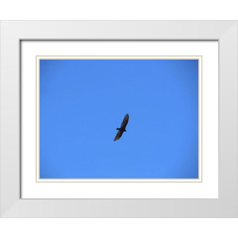 Turkey Vulture I White Modern Wood Framed Art Print with Double Matting by Popcorn