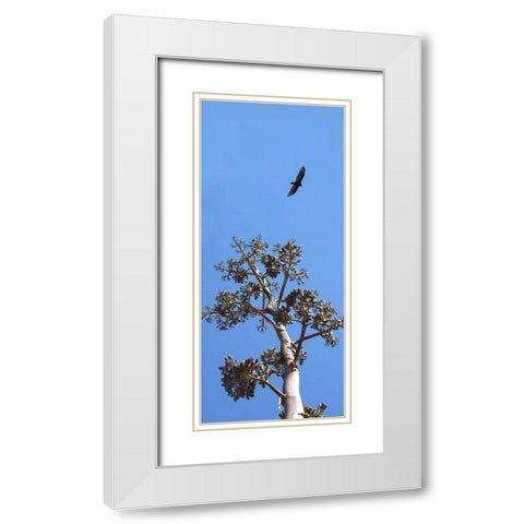 Turkey Vulture II White Modern Wood Framed Art Print with Double Matting by Popcorn