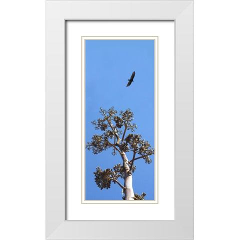 Turkey Vulture II White Modern Wood Framed Art Print with Double Matting by Popcorn