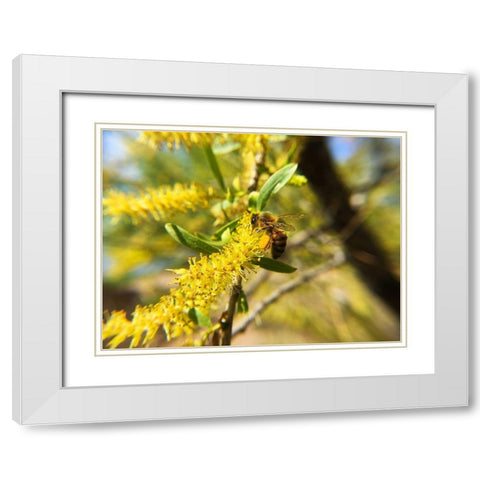 Bee in Mesquite Tree White Modern Wood Framed Art Print with Double Matting by Popcorn