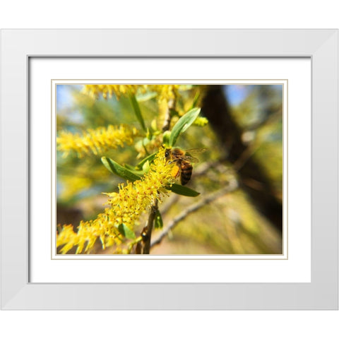 Bee in Mesquite Tree White Modern Wood Framed Art Print with Double Matting by Popcorn