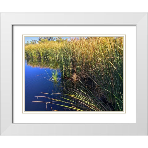Coot on water White Modern Wood Framed Art Print with Double Matting by Popcorn