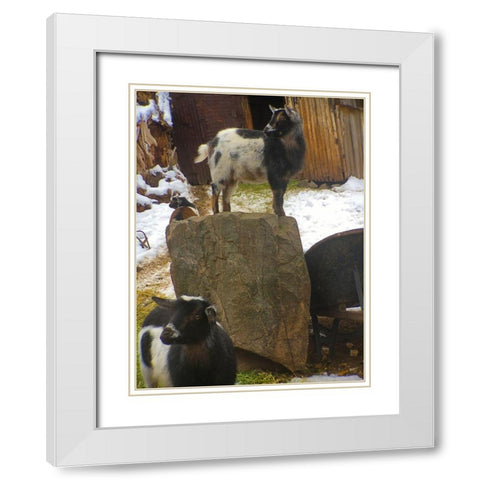 Three Goats  White Modern Wood Framed Art Print with Double Matting by Popcorn