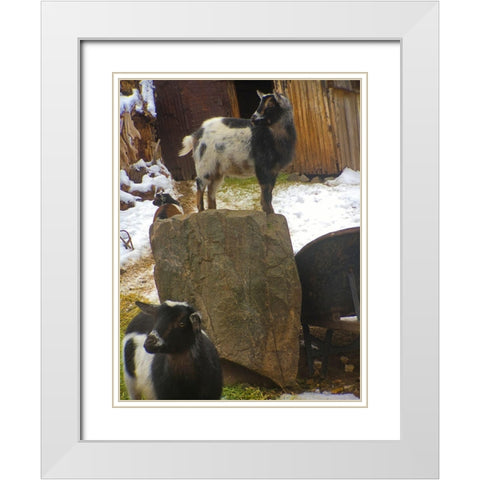 Three Goats  White Modern Wood Framed Art Print with Double Matting by Popcorn