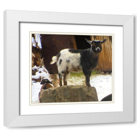 Two Goats White Modern Wood Framed Art Print with Double Matting by Popcorn