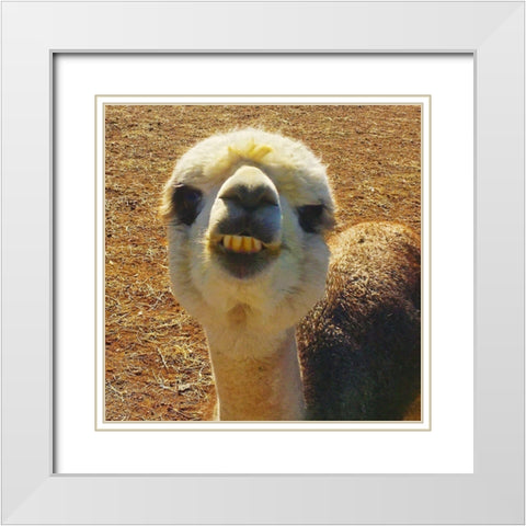 Alpaca II White Modern Wood Framed Art Print with Double Matting by Popcorn