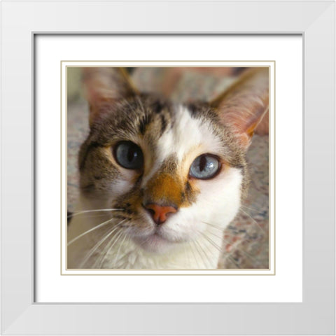 Gato White Modern Wood Framed Art Print with Double Matting by Popcorn
