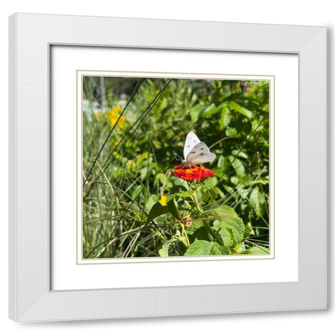 CheckeredWhiteButterfly White Modern Wood Framed Art Print with Double Matting by Tenoever, William