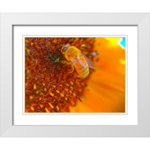BeeOnSunflower1 White Modern Wood Framed Art Print with Double Matting by Tenoever, William