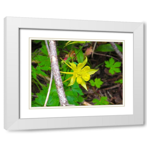 Columbine White Modern Wood Framed Art Print with Double Matting by Popcorn