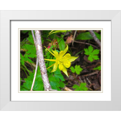 Columbine White Modern Wood Framed Art Print with Double Matting by Popcorn