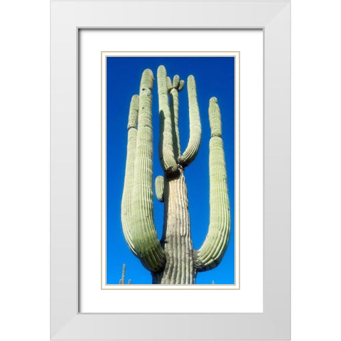 Saguaro 1 White Modern Wood Framed Art Print with Double Matting by Popcorn