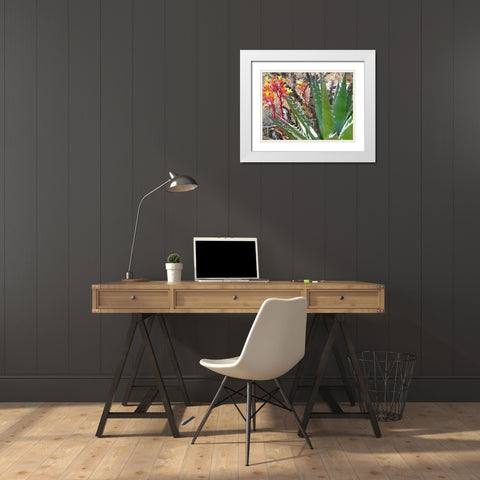 Rock Echeveria II W/ Agave White Modern Wood Framed Art Print with Double Matting by Popcorn