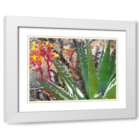 Rock Echeveria II W/ Agave White Modern Wood Framed Art Print with Double Matting by Popcorn
