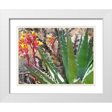 Rock Echeveria II W/ Agave White Modern Wood Framed Art Print with Double Matting by Popcorn