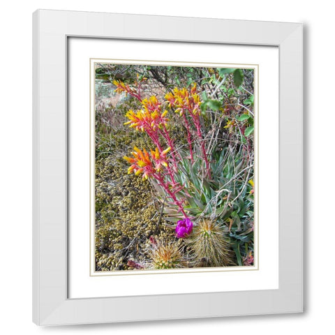 Rock Echeveria III W/ Hedgehog Cactus White Modern Wood Framed Art Print with Double Matting by Popcorn