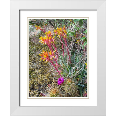 Rock Echeveria III W/ Hedgehog Cactus White Modern Wood Framed Art Print with Double Matting by Popcorn