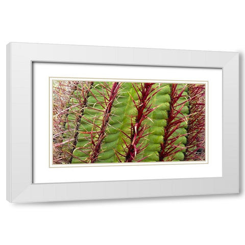 Barrel Cactus White Modern Wood Framed Art Print with Double Matting by Popcorn