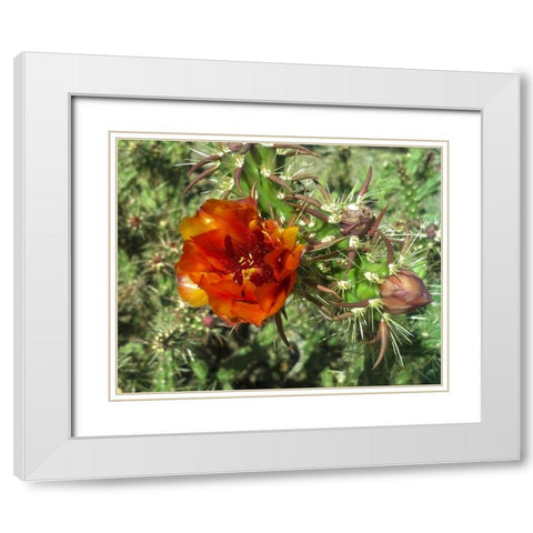 Cholla Bloom I White Modern Wood Framed Art Print with Double Matting by Popcorn