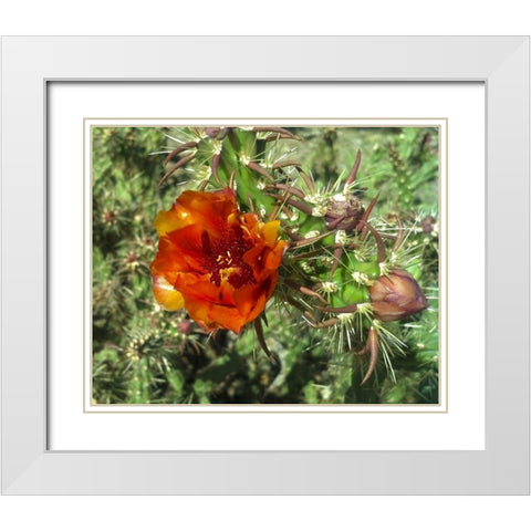 Cholla Bloom I White Modern Wood Framed Art Print with Double Matting by Popcorn