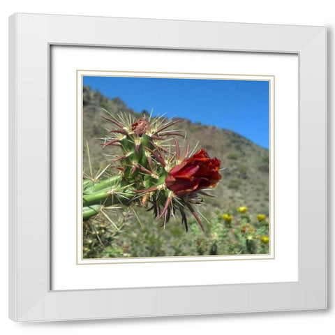Cholla Bloom III White Modern Wood Framed Art Print with Double Matting by Popcorn