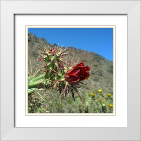 Cholla Bloom III White Modern Wood Framed Art Print with Double Matting by Popcorn