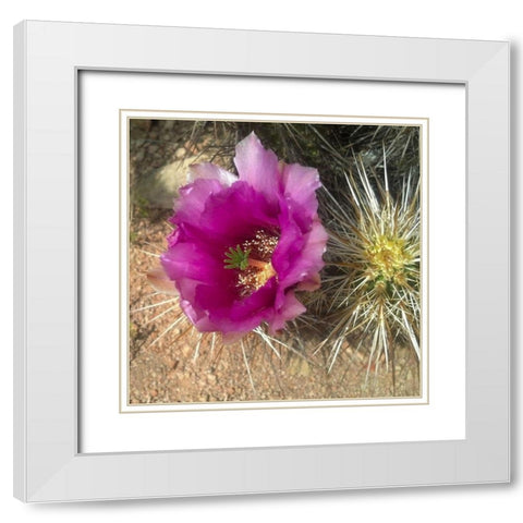 Hedgehog Bloom I White Modern Wood Framed Art Print with Double Matting by Popcorn