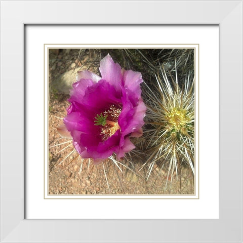 Hedgehog Bloom I White Modern Wood Framed Art Print with Double Matting by Popcorn