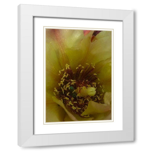 Cholla Bloom VI White Modern Wood Framed Art Print with Double Matting by Popcorn