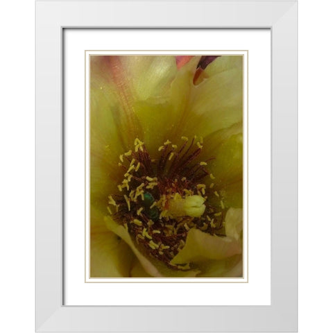Cholla Bloom VI White Modern Wood Framed Art Print with Double Matting by Popcorn
