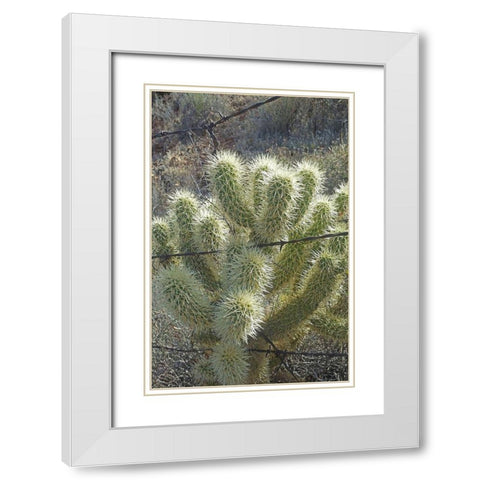 Teddy Bear Cholla White Modern Wood Framed Art Print with Double Matting by Popcorn