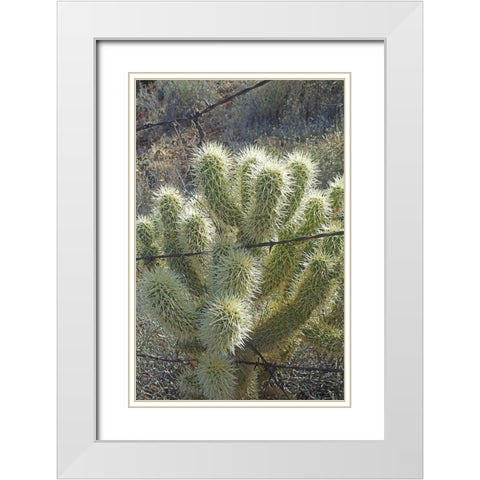 Teddy Bear Cholla White Modern Wood Framed Art Print with Double Matting by Popcorn