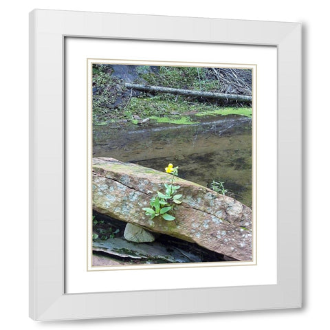 Yellow Flower White Modern Wood Framed Art Print with Double Matting by Popcorn