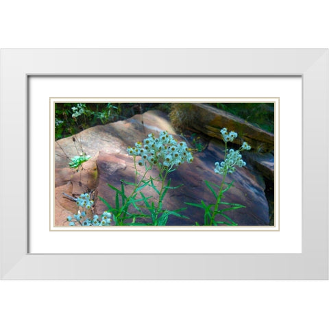 Pearly Everlasting White Modern Wood Framed Art Print with Double Matting by Popcorn