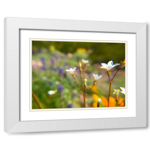 Wildflower IV White Modern Wood Framed Art Print with Double Matting by Popcorn