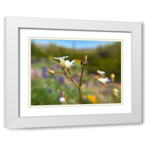 Wildflower V White Modern Wood Framed Art Print with Double Matting by Popcorn