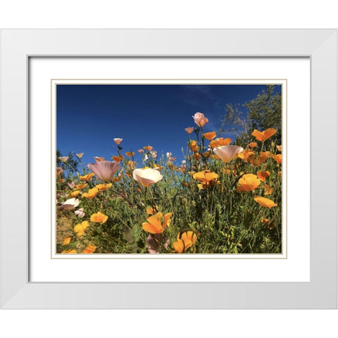 Wildflower X White Modern Wood Framed Art Print with Double Matting by Popcorn