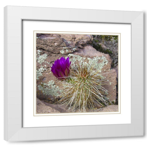 Hedgehog and Lichen White Modern Wood Framed Art Print with Double Matting by Popcorn
