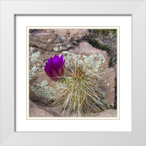 Hedgehog and Lichen White Modern Wood Framed Art Print with Double Matting by Popcorn