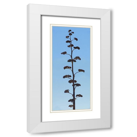 Century Plant IV White Modern Wood Framed Art Print with Double Matting by Popcorn