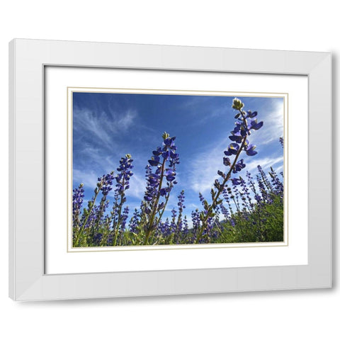 Wildflowers XI, Lupine White Modern Wood Framed Art Print with Double Matting by Popcorn