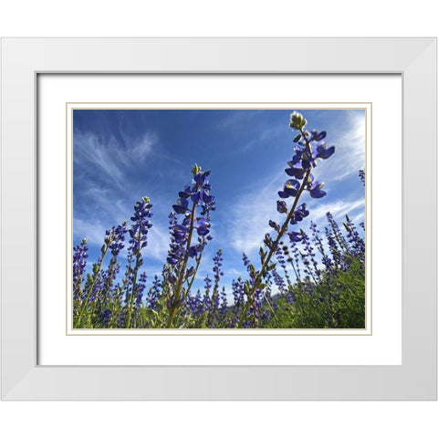 Wildflowers XI, Lupine White Modern Wood Framed Art Print with Double Matting by Popcorn